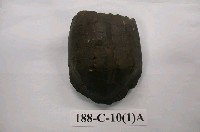 藏品(龜鼈化石)的圖片